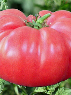 มะเขือเทศ บีฟสเต็ก (Tomato Beefsteak - Brandywine Pink) / 50 เม็ด (UK)