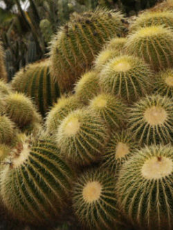 ถังทอง (Barrel cactus) / 20 เม็ด (Malta)*