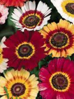 เพ้นท์ เดซี่ (Painted Daisy / Tri-color Daisy) คละ / 1,000 เม็ด (UK)