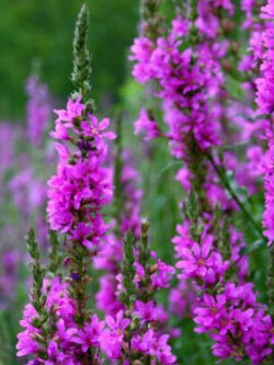 เพอเพิ่ล ลูสสไตร้ฟ (Purple Loosestrife / Lythrum) / 23,000 เม็ด (UK)*