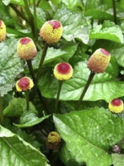 ผักคราดหัวแหวน (Acmella oleracea) / 250 เม็ด (France)