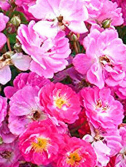 กุหลาบหนู ปีกนางฟ้า (Angel Wings) แคระ / 10 เม็ด (UK)*