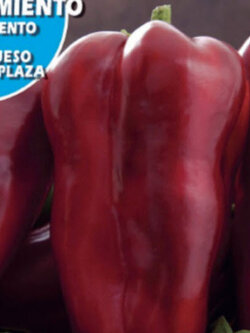พริกแดง (Pimiento Rojo) / 25 เม็ด (Spain)*