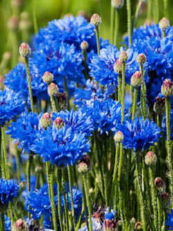 คอร์นฟลาวเวอร์ (cornflower / Centaurea Cyanus) สีฟ้า / 1,000 เม็ด (Ukraine)*