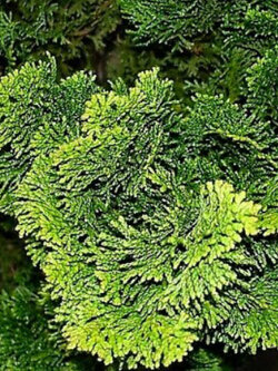 สนฮิโนกิ หรือ ฮิโนกิ ไซเปรซ (Hinoki Cypress) / 50 เม็ด (Russia)*