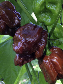 พริกTrinidad Moruga Scorpion Chocolate / 15 เม็ด (France)