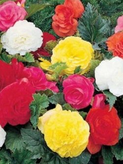 บิโกเนียซ้อน (Begonia- Tuberosa Double) คละ / 25 เม็ด (USA)*