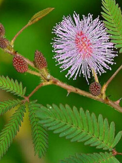 ไมยราบ (Sensitive Plant) / 50 เม็ด (UK)*