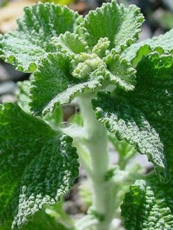 ฮอร์ฮาวด์ขาว (White Horehound) / 100 เม็ด (Portugal)*