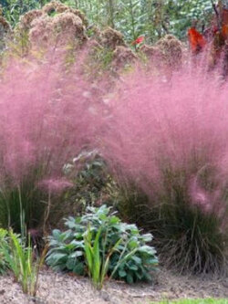 หญ้ามูลี่ (Muhly Grass) สีชมพู / 20 เม็ด (UK)