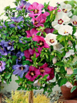 โรส ออฟ ชารอน (Rose of Sharon) คละ / 50 เม็ด (UK)*