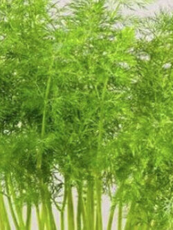 ผักชีล้อม หรือดิลล์ (Dill / Anethum Graveolens) / 100 เม็ด (UK)