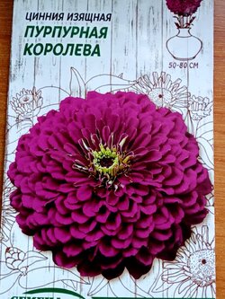 บานชื่น (Zinnia) สีม่วง ซ้อน พันธุ์เตี้ย / ซอง 70 เม็ด (Ukraine)*