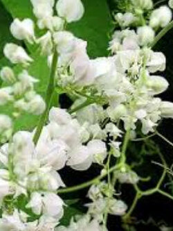 พวงชมพู ขาว / 5 เม็ด