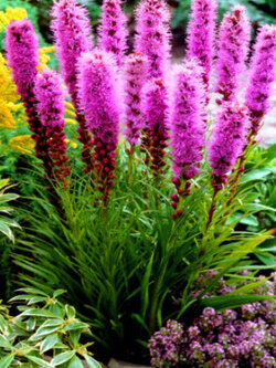 ไลอะทริส หรือลิอะทริส (Liatris Spicata - Gayfeather) สีชมพู / 300 เม็ด (UK)*