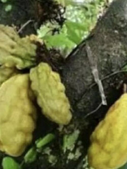 อัมพวา (Nam Nam / Cynometra cauliflora) / 1 เมล็ด (Sri Lanka)