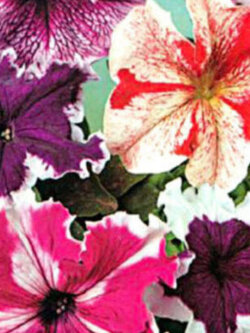 พิทูเนีย ซูเปอร์บิสซิมา (Petunia Superbissima) คละ / 1,000 เม็ด (UK)*