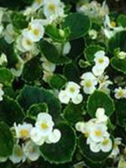 บิโกเนียใบมัน (Begonia Wax) ขาว / 50 เม็ด (USA)*