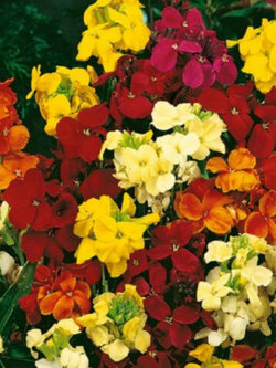 วอลล์ฟลาวเวอร์ (Wallflower - Crown Single) คละ / 1,000 เม็ด (UK)*