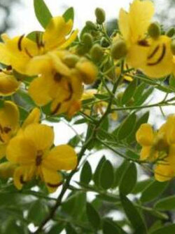 มะขามแขก (Indian senna / Senna alexandrina) / 20 เม็ด (Portugal)