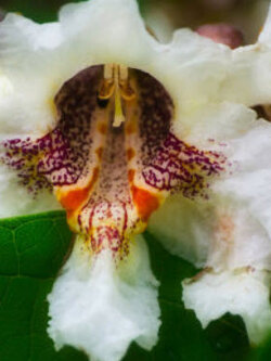 เซ้าท์เทิร์น คาทาวปา (Southern Catalpa) / 10 เม็ด (Croatia)