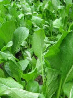 กวางตุ้งฮ่องเต้ (False pakchoi) / ซอง