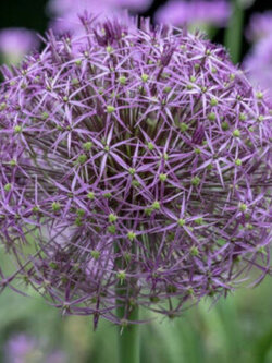 เปอร์เซียน สตาร์ (Star of Persia) / 5 เม็ด (Belguim)