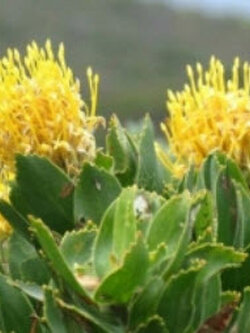 โพรเทีย (Protea / Leucospermum Cordifolium) สีเหลือง / 3 เม็ด (UK)*