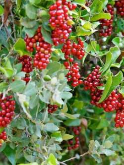 ซาร์ซาแพริลล่า (Sarsaparilla / Smilax Aspera) / 25 เม็ด (France) *