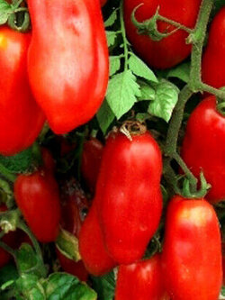 มะเขือเทศ ซาน มาร์ซาโน 2 (San Marzano 2) / 250 เม็ด (UK)