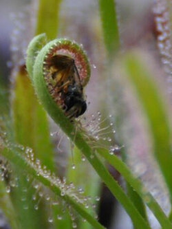 หยาดน้ำค้าง (white cap sundew / Drosera Capensis Alba) / 100 เม็ด (Germany)