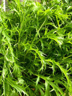มิซูน่าเขียว (Mizuna green) / 1,500 เม็ด (UK)