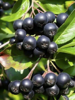 โช้คเบอรี่ดำ (Black Chokeberry) / 25 เม็ด (France)