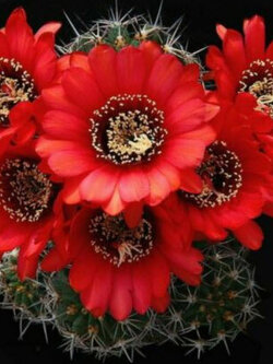 โลบิเวีย (Lobivia crassicaulis) ดอกแดง / 10 เม็ด (Spain)