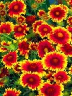 เดือนฉาย หรือ เกลลาเดียร์ (Gaillardia / Blanketflower) ดอกสองสี / 300 เม็ด (UK)*