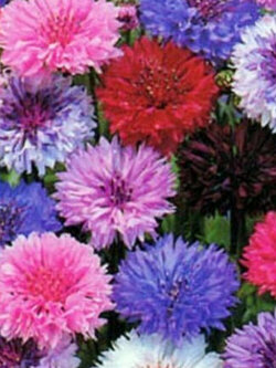 คอร์นฟลาวเวอร์ (Cornflower) ต้นสูง ดอกซ้อน คละสี / 4,400 เม็ด (UK)