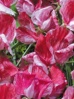 สวีทพี อเมริกา (Sweet Pea Heirloom America) / 25 เม็ด (UK)