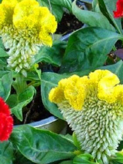 หงอนไก่ (Cockscomb / Celosia) คละ ต้นเตี้ย / 600 เม็ด (UK)*