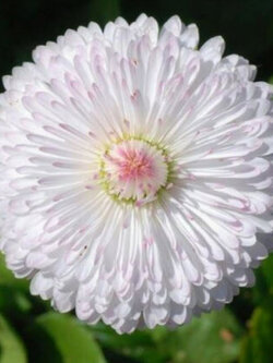 อิงลิช เดซี่ (Daisy English) สีขาว / 50 เม็ด (USA)*