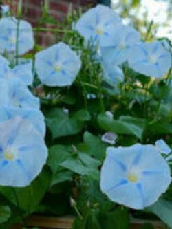 มอนิ่งกลอรี่ สีฟ้า (Morning glory - Heavenly Blue) / 25 เม็ด (Portugal)*