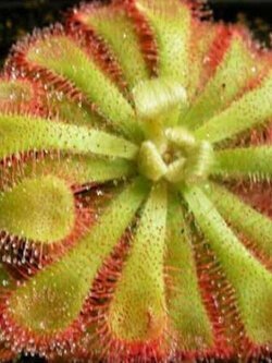หยาดน้ำค้าง (Sundew / Drosera - Aliciae) / 20 เม็ด (UK)