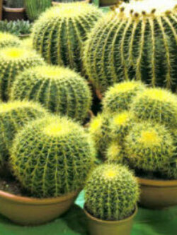 ถังทอง (Golden barrel cactus) / 5 เม็ด (Italy)