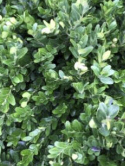 คอมม่อน พริวิท หรือ ไพรวิท (Common Privet / Ligustrum vulgare) / 50 เม็ด (France) *