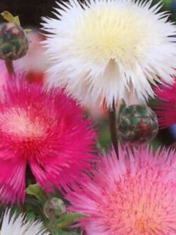 สวีทสุลต่าน (Sweet Sultan) คละ / ซอง 100 เม็ด (Ukraine)*