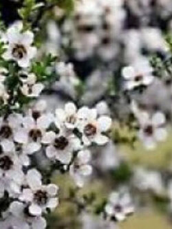 มานูก้า ขาว (White Manuka) / 100 เม็ด (NZ)*