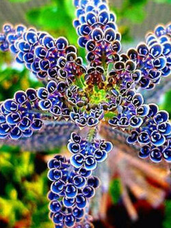 จอนควิลญี่ปุ่น (Japan Jonquil) / 200 เม็ด*