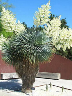 บีค ยุคก้า (Beaked Yucca) / 10 เม็ด (Portugal)*