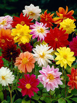 ดาห์เลีย (Dahlia - Dwarf Unwins) / 10 เม็ด (UK)