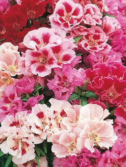 ก็อตดีเทีย (Godetia) / 350-400 เม็ด (UK)*