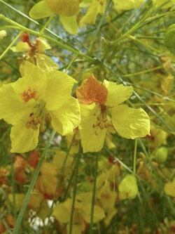 รัตมา หรือรัตตมา (Parkinsonia aculeata) / 10 เม็ด (France)